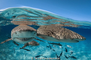 'Lemon Friends' - Two lemon sharks at the surface of the ... by Tanya Houppermans 
